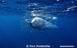 A Bryde's whales attempts to swallow and entire sardine b... by Marc Montocchio 